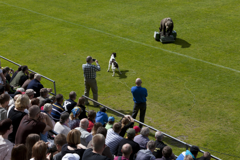 Riihimäen Erämessujen ohjelma-areenalla koirat